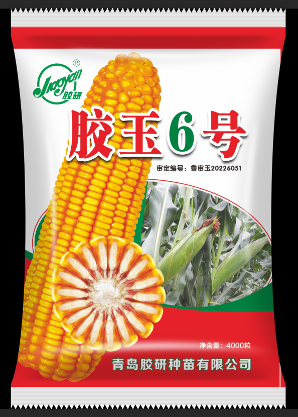 胶玉6号——玉米